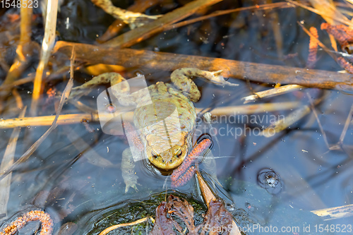 Image of Common toad, Bufo bufo, Czech republic, Europe wildlife