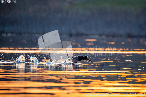 Image of Bird Eurasian coot Fulica atra on pond