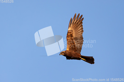 Image of Marsh Harrier, Birds of prey, Europe Wildlife