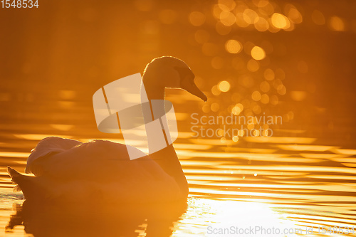 Image of Wild bird mute swan in spring on evening pond