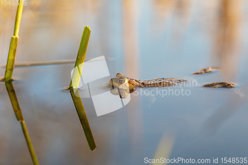 Image of Common toad, Bufo bufo, Czech republic, Europe wildlife