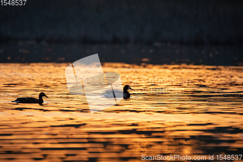 Image of duck mallard on pond, Czech Republic, Europe wildlife