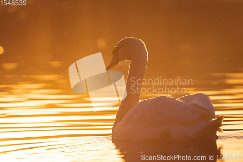 Image of Wild bird mute swan in spring on evening pond