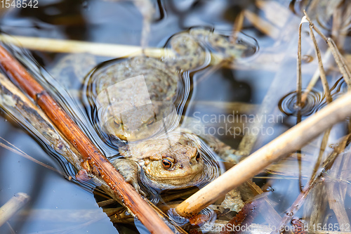 Image of Common toad, Bufo bufo, Czech republic, Europe wildlife