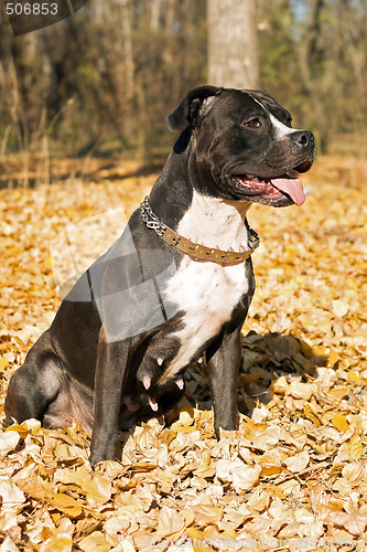 Image of Portrait of the american staffordshire terrier against foliage