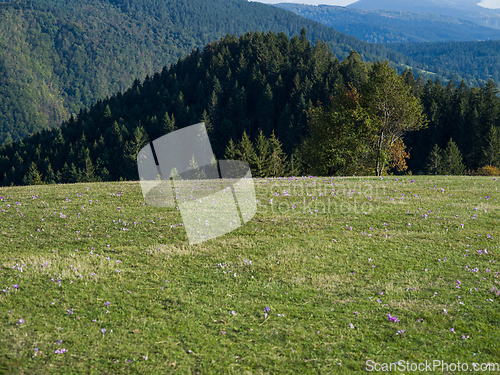 Image of The beautiful idyllic landscape of the Bosnian-Herzegovinian meadow