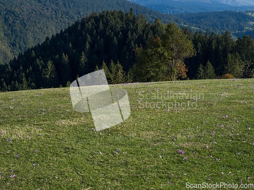 Image of The beautiful idyllic landscape of the Bosnian-Herzegovinian meadow