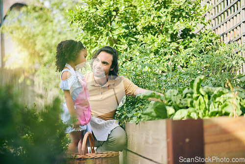 Image of Gardening, dad and child with plants, teaching and learning with growth, backyard and nature. Small farm, sustainable food and father helping daughter in vegetable garden with love, support and fun.