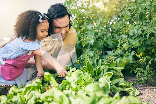 Image of Gardening, father and girl in backyard with plants, teaching and learning with agro growth in nature. Small farm, sustainable food and dad helping child in vegetable garden with love, support and fun