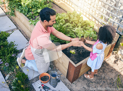 Image of Gardening, dad helping daughter with plants and sustainability, teaching and learning with growth in nature. Farming, food and father with daughter in vegetable garden with love, support and kids fun