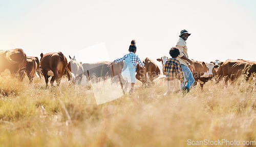 Image of Cattle, father and children on family farm outdoor with freedom, sustainability and livestock. Black man and kids walking on a field for farmer adventure or holiday in countryside with cows in Africa