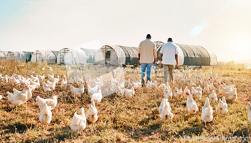 Image of Black people, back and walking on farm with animals, chicken or live stock in agriculture together. Rear view of men working in farming, sustainability and growth for supply chain in the countryside