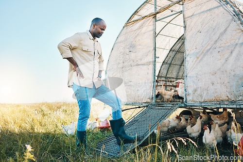 Image of Agriculture, chicken and environment with black man on farm for food, sustainability and eco friendly. Poultry, health and eggs with farmer and animals in countryside field for organic and livestock