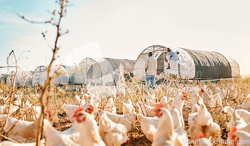 Image of Health, relax and chicken with black family on farm for agriculture, environment and bonding. Food, summer and love with parents and child farmer on countryside field for eggs, care and animals