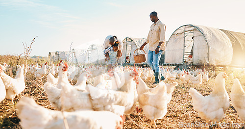 Image of Playful, gay couple and chicken with black family on farm for agriculture, environment and bonding. Relax, lgbtq and love with men and child farmer on countryside field for eggs, care and animals