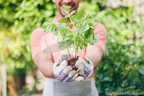 Image of Hands, closeup and man with a plant for gardening, earth day or nature sustainability. Spring, growth and gardener or agriculture worker with ecology in a park or nursery for work in the environment
