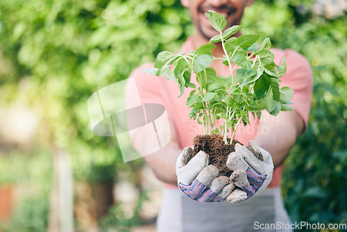 Image of Hands, growth and man with plant for gardening, earth day or nature sustainability. Spring, green energy and gardener or agriculture worker with ecology in park or nursery for work in the environment