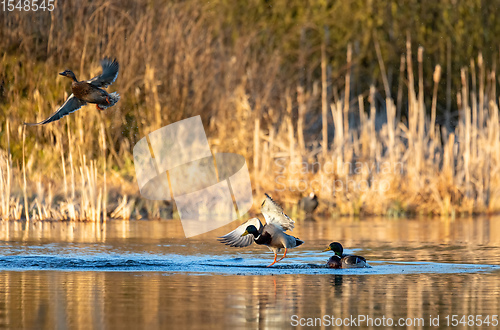 Image of male and female Mallard Duck Flying on pond