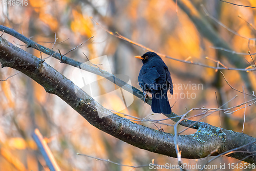 Image of male of Common blackbird in garden