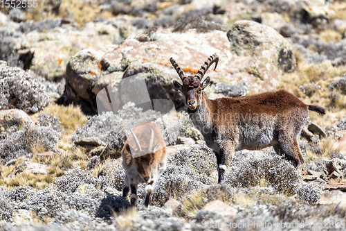 Image of rare Walia ibex in Simien Mountains Ethiopia