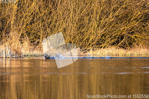 Image of Bird Eurasian coot Fulica atra on pond