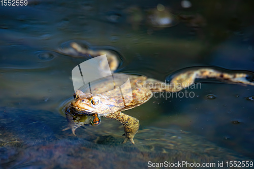 Image of Common toad, Bufo bufo, Czech republic, Europe wildlife