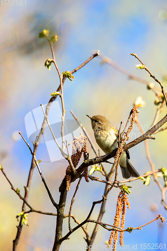 Image of small song bird Willow Warbler, Europe wildlife