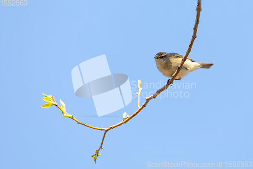 Image of small song bird Willow Warbler, Europe wildlife