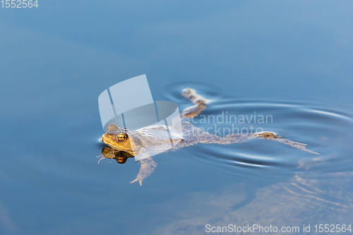 Image of Common toad, Bufo bufo, Czech republic, Europe wildlife