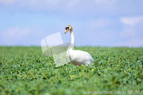 Image of common big bird mute swan on green rape field