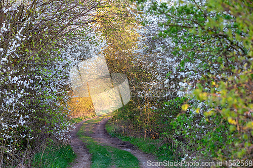 Image of countryside rural forest path in spring time