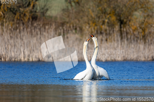 Image of Wild bird mute swan in spring on pond