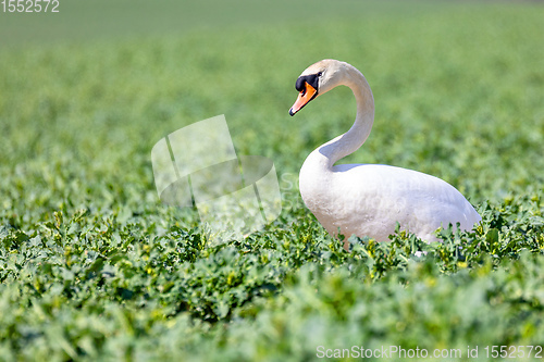 Image of common big bird mute swan on green rape field