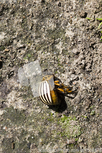 Image of dead Colorado beetle
