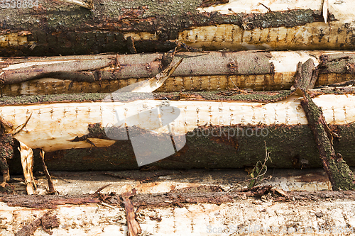 Image of tree trunks