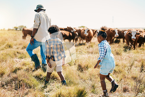 Image of Cows, kids or father walking on farm agriculture for livestock, sustainability or agro business in countryside. Children, black family or African farmer farming cattle herd or animals on grass field