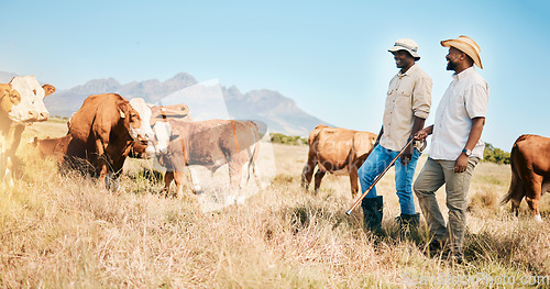 Image of Cows, teamwork or black people on farm agriculture for livestock, sustainability or agro business in countryside. Men, dairy production or farmers farming a cattle herd or animals on grass field