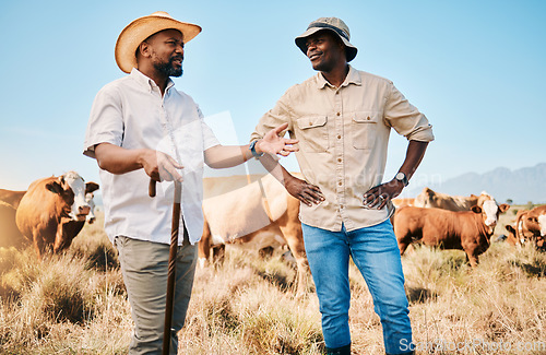 Image of Cows, teamwork or black people on farm talking by agriculture for livestock, sustainability or agro business. Countryside, men speaking or farmers farming a cattle herd or animals on grass field