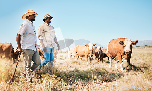 Image of Farmer, men and team, cow and agriculture with livestock, sustainability and agro business in countryside. People in farm collaboration, industry and environment with cattle herd and animals outdoor