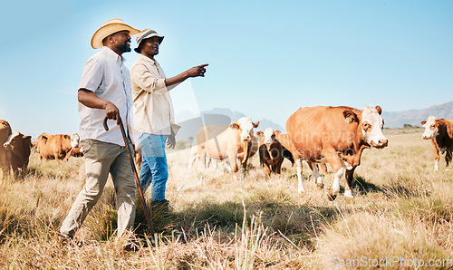 Image of Cattle, teamwork or black people on farm talking by agriculture for livestock, sustainability or agro business. Countryside, men speaking or farmers farming cows, herd or animals on grass field