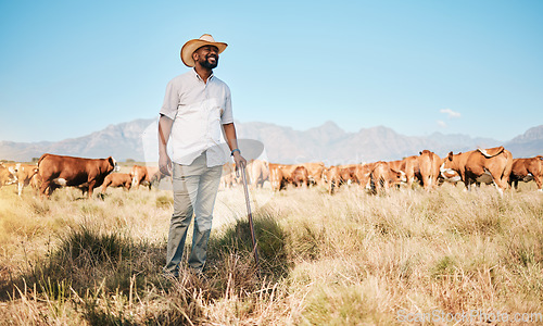 Image of Farm, black man and happy, cow and agriculture for livestock, sustainability and agro business in countryside. Farmer with mission, field and industry, environment with cattle herd and animal outdoor