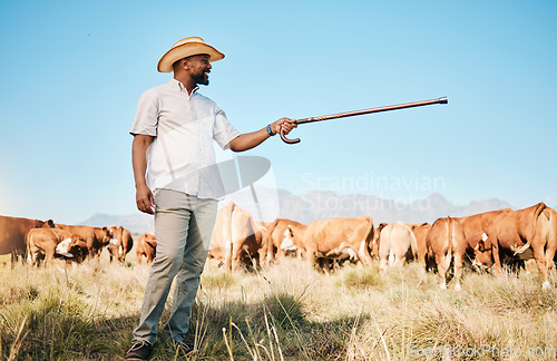 Image of Cows, farmer pointing or black man on farm agriculture for livestock, sustainability or agro business in countryside. Smile, dairy production or person farming a cattle herd or animals on grass field