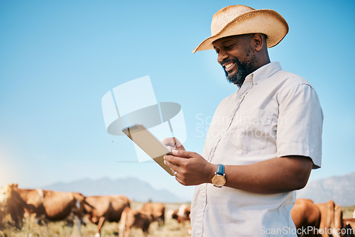 Image of Happy black man, tablet and animals in agriculture, farming or sustainability in the countryside. African male person smile on technology with live stock, cows or cattle for small business or produce