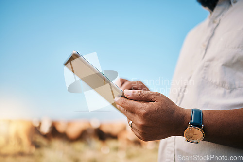 Image of Man, hands and tablet in farming, agriculture or research for natural sustainability with animals in countryside. Closeup of male person on technology at farm with live stock or cattle for production