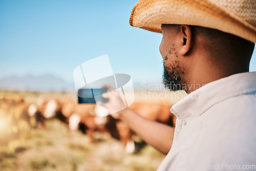 Image of Cows, farmer or man on farm taking photography of livestock, agriculture or agro business in countryside. Picture, dairy production or person farming a cattle herd or animals on outdoor grass field