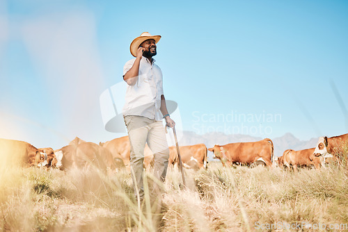 Image of Cows, happy or farmer on a phone call talking or speaking of dairy livestock, agriculture or cattle farming. Smile, nature and black man in a conversation on harvesting on a countryside barn field