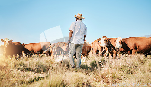 Image of Farm, black man and cow, agriculture and livestock, sustainability and agro business in countryside with back. Farmer with mission, field and industry, environment with cattle herd and animal outdoor