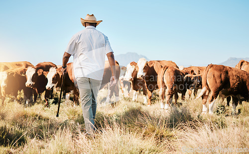 Image of Cows, walking or black man on farm agriculture for livestock, sustainability and agro business in countryside. Back, dairy production or farmer farming a cattle herd or animals on outdoor grass field