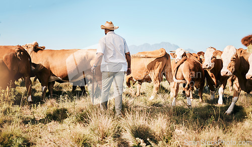 Image of Cattle, walking or black man on farm agriculture for livestock, sustainability and agro business in countryside. Back, dairy production or farmer farming cows, herd or animals on outdoor grass field