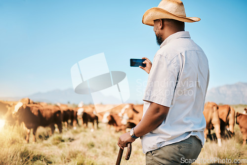 Image of Agriculture, farmer or black man on farm taking photo of livestock or agro business in countryside. Picture, dairy production or African person farming cattle herd or cows on outdoor grass field